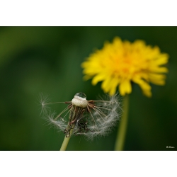 Pusteblume mit Tropfen