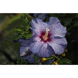 Hibiskusblüte