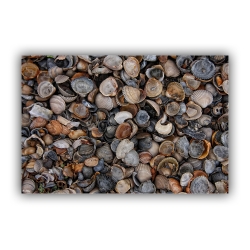 Muschelstrand