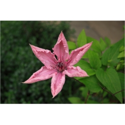 Clematis-Hybride